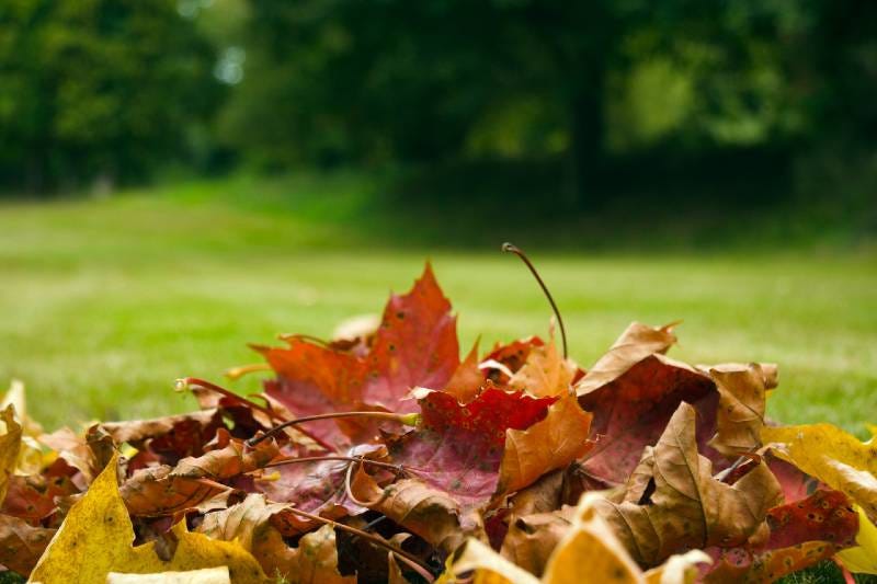 Les feuilles mortes, l'or de votre jardin