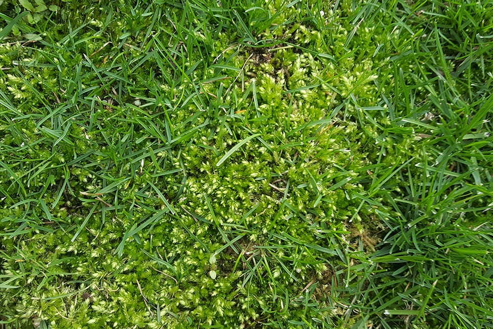 Pourquoi scarifier en octobre est bon pour votre pelouse