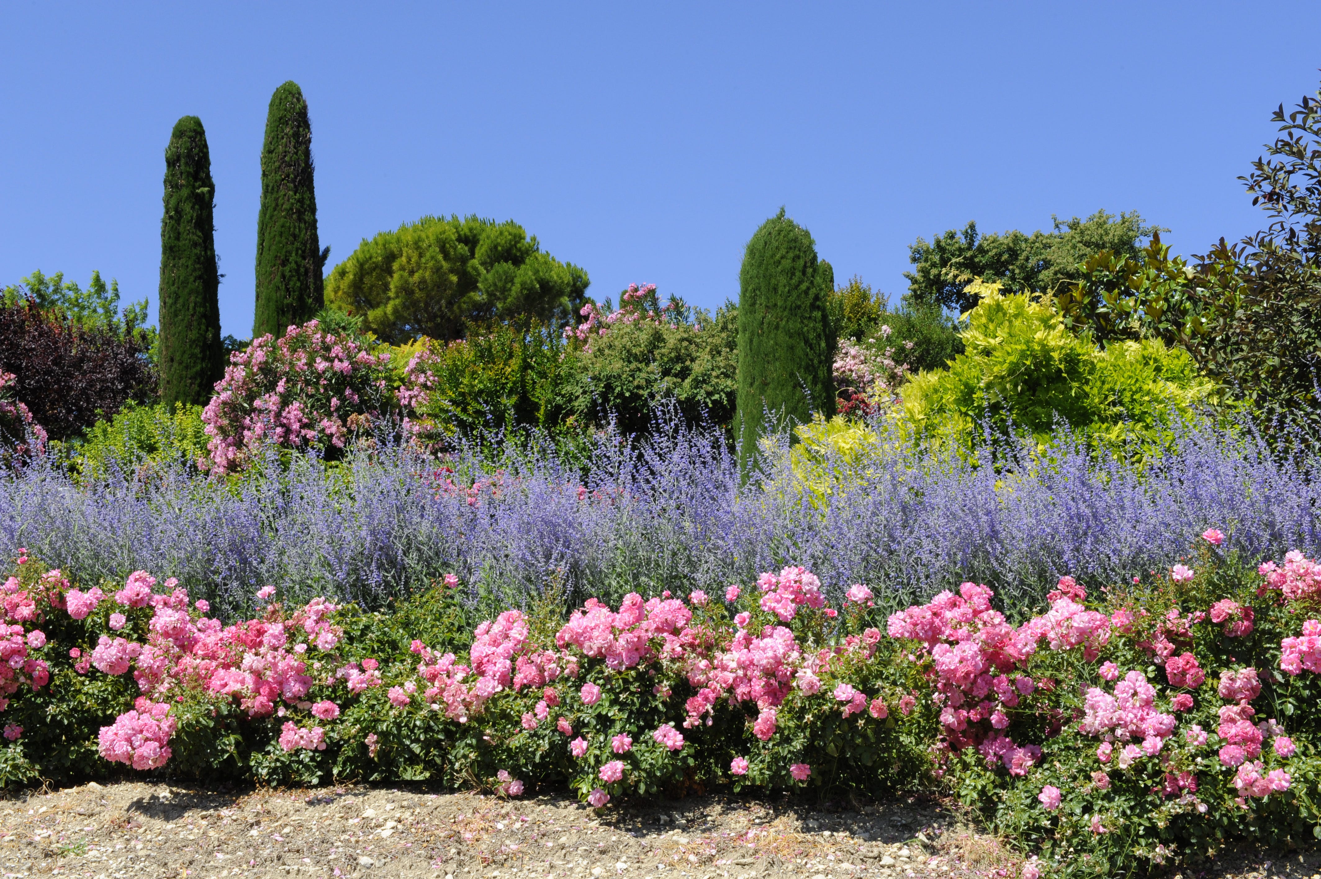 plantes jardin méditerranéen