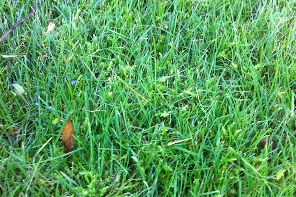 Apparition de mousse dans de la pelouse verte