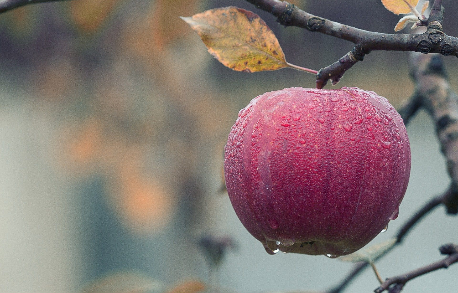 Äpple apple