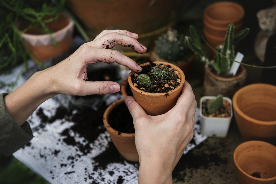 Hands planting cactus in a small vase