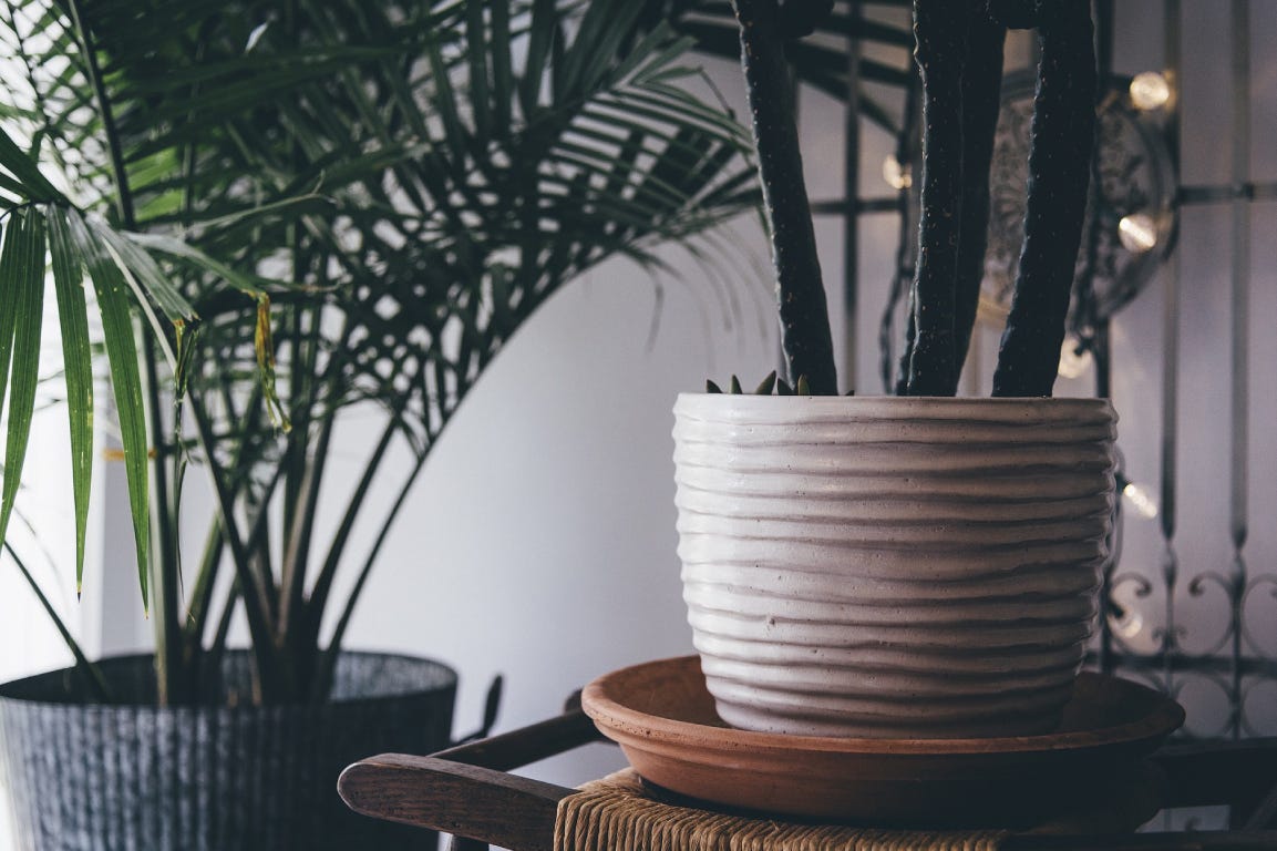 Indoor plants with white and black vases