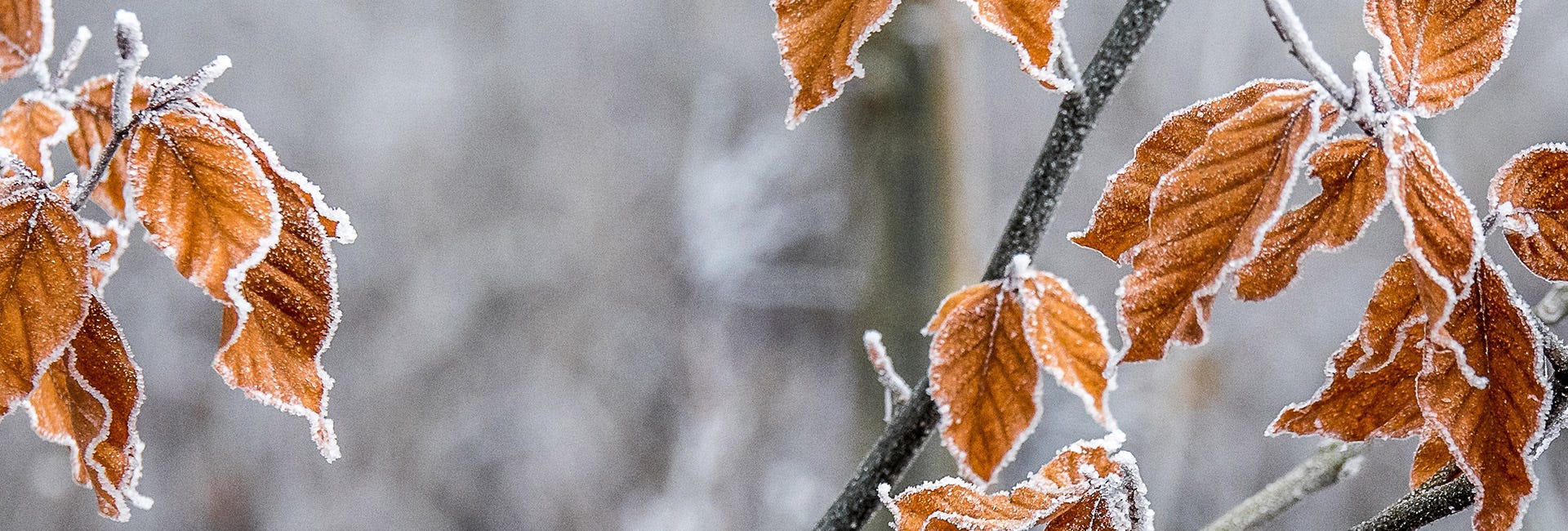 Autumn winter frozen leaves