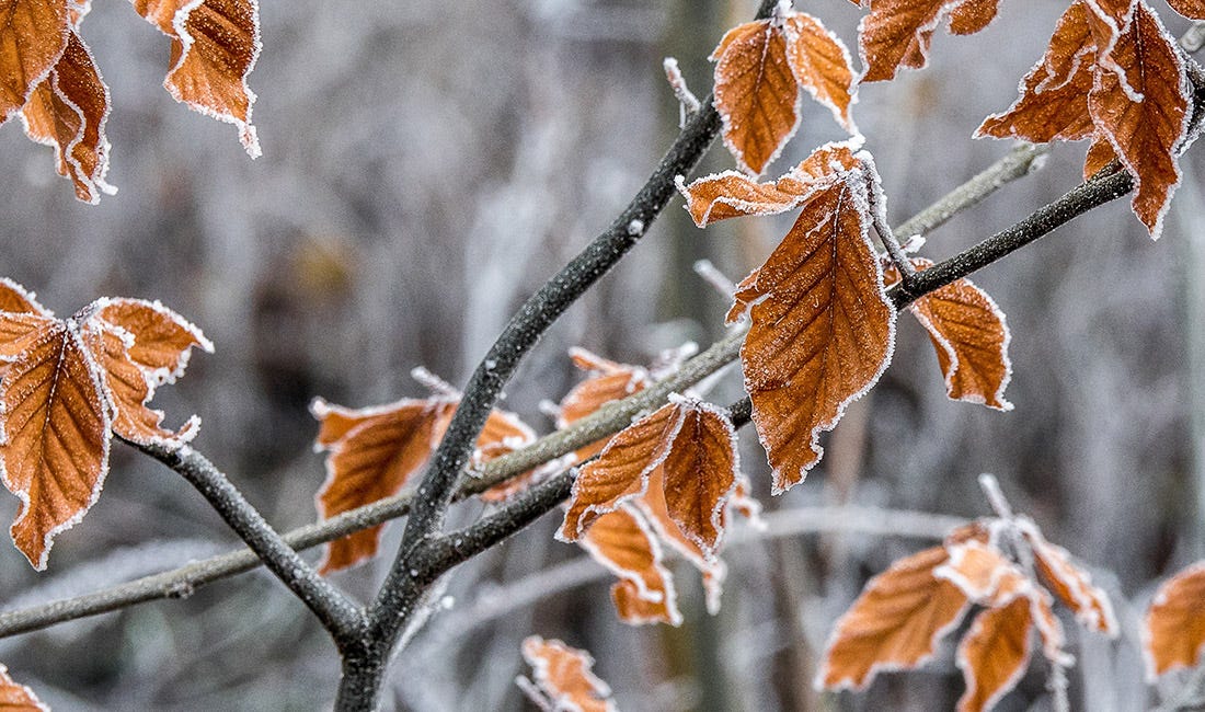 Autumn winter frozen leaves