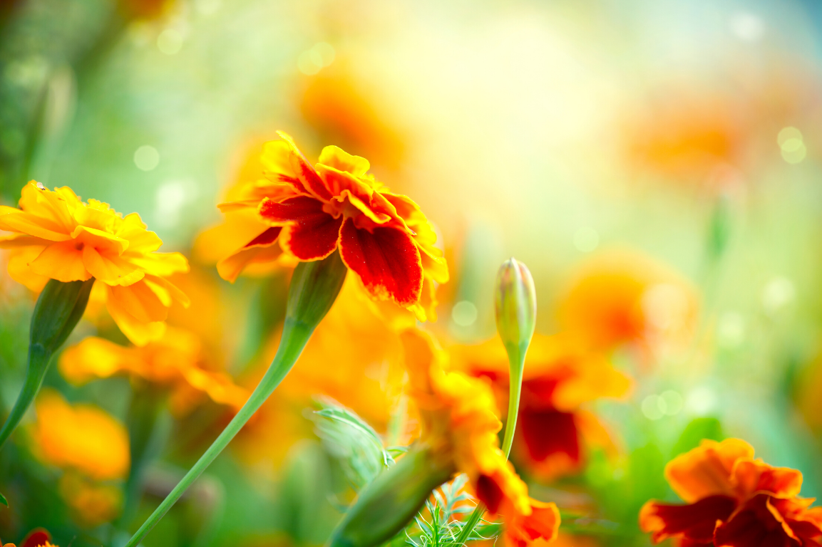 sommarblommor sommarblommor