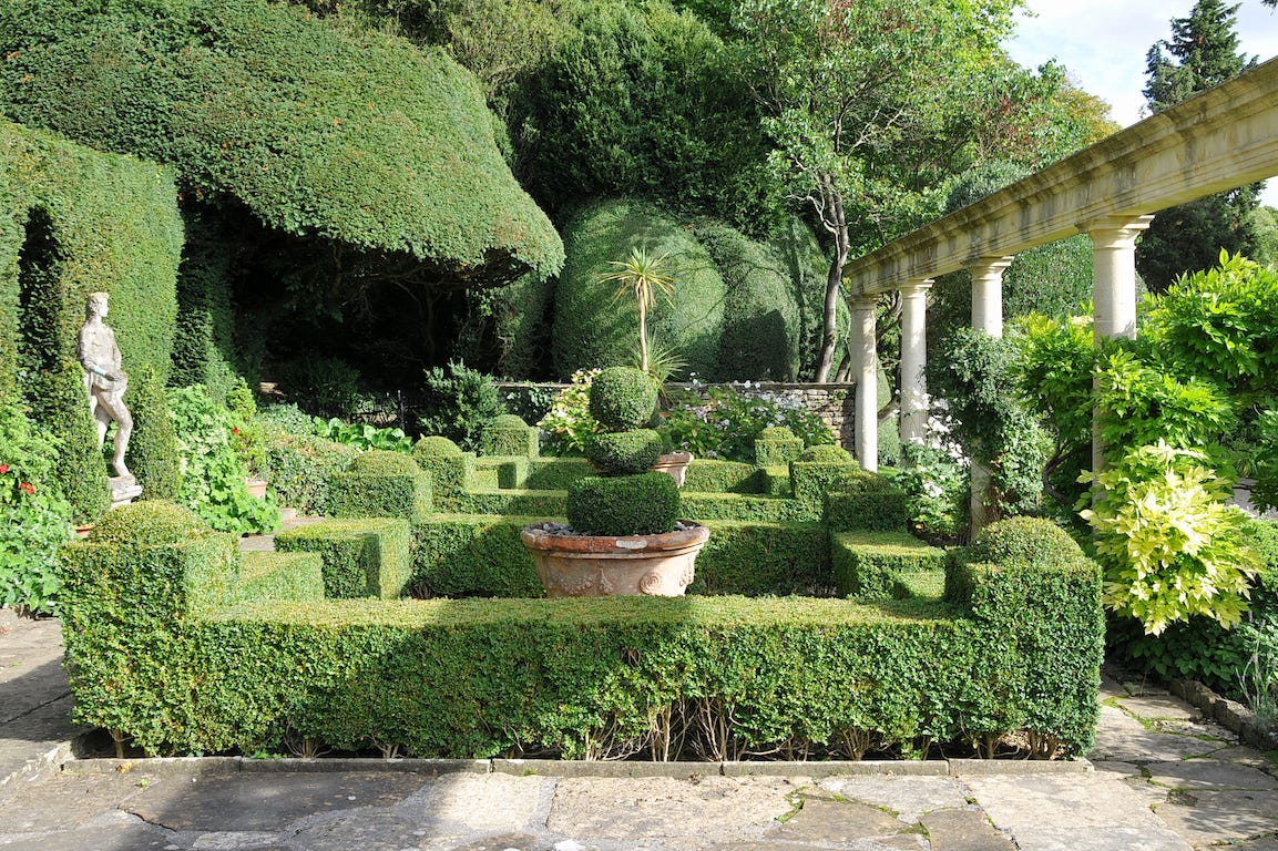 jardin à la française buis statuts