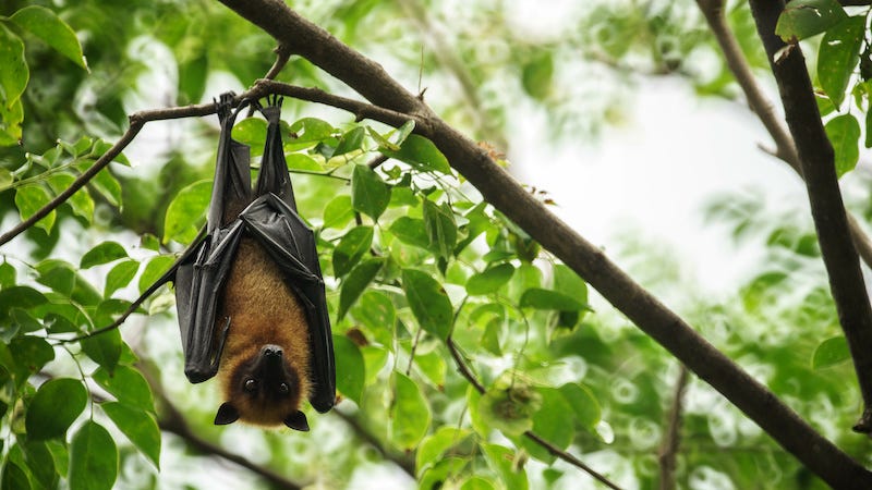 Chauve-souris au jardin