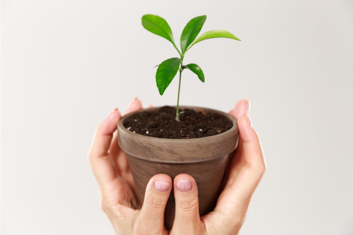 Woman hands holding pot with small green plant