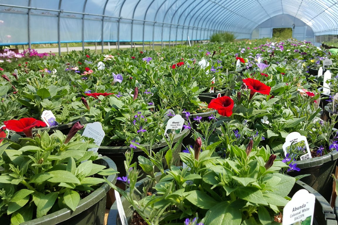 Plant nursery with red and white flowers in pots