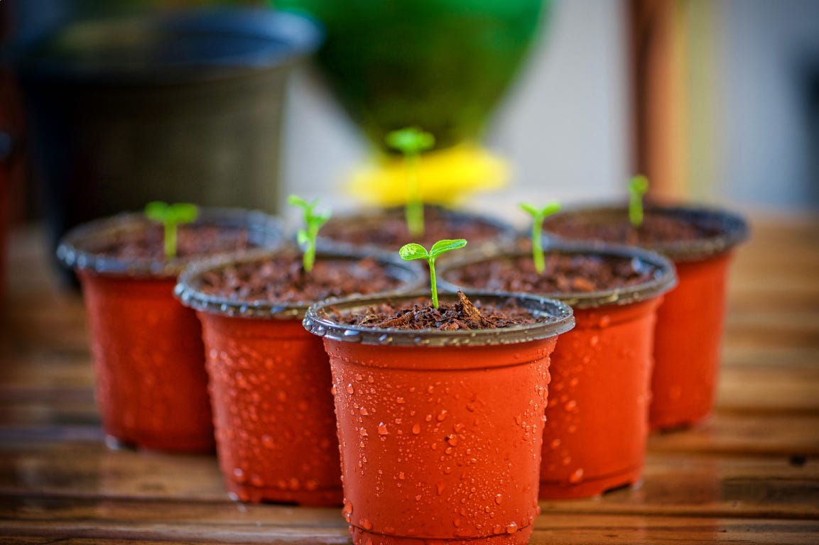 Small plants growing in red pots