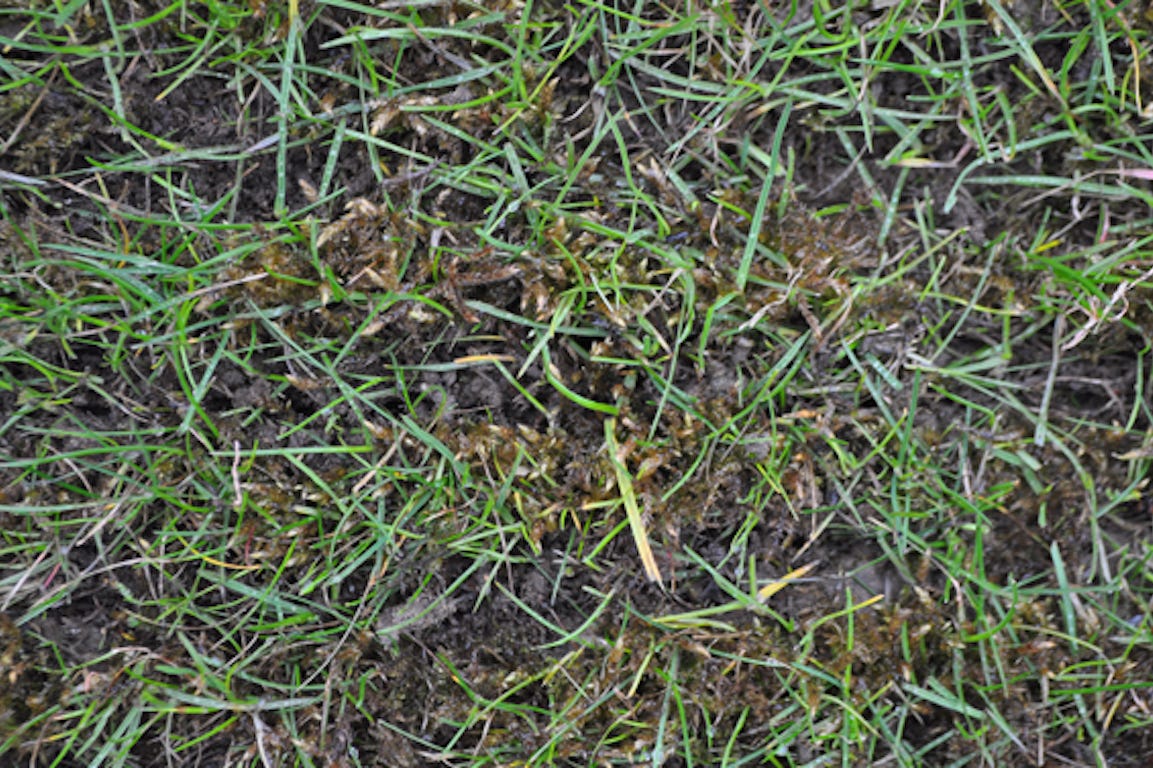 Disparition de la mousse morte sur pelouse séchée
