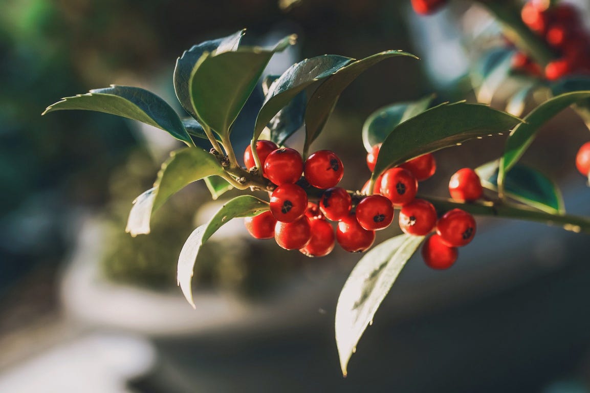 holly ivy bush with red berries