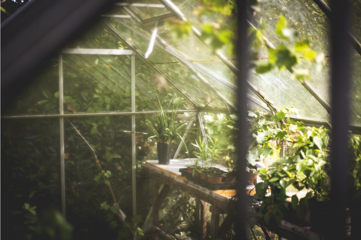 Glass greenhouse with green plants and sunlight.