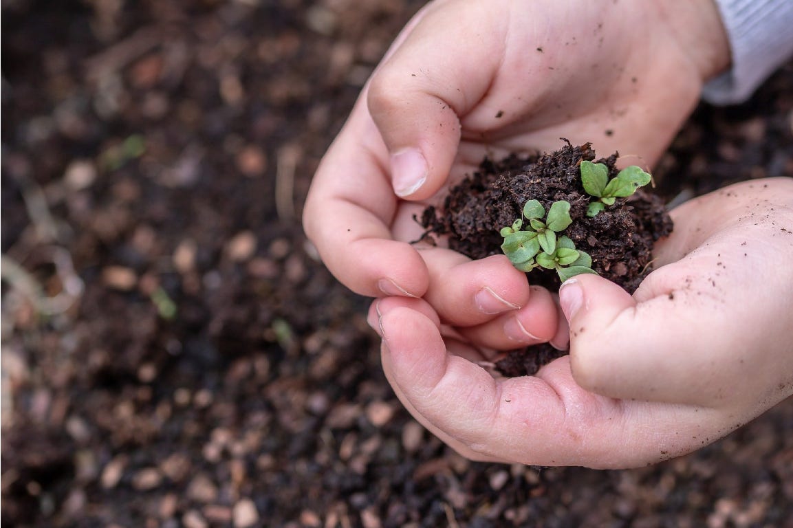 Hands holding earth and small green leaves.