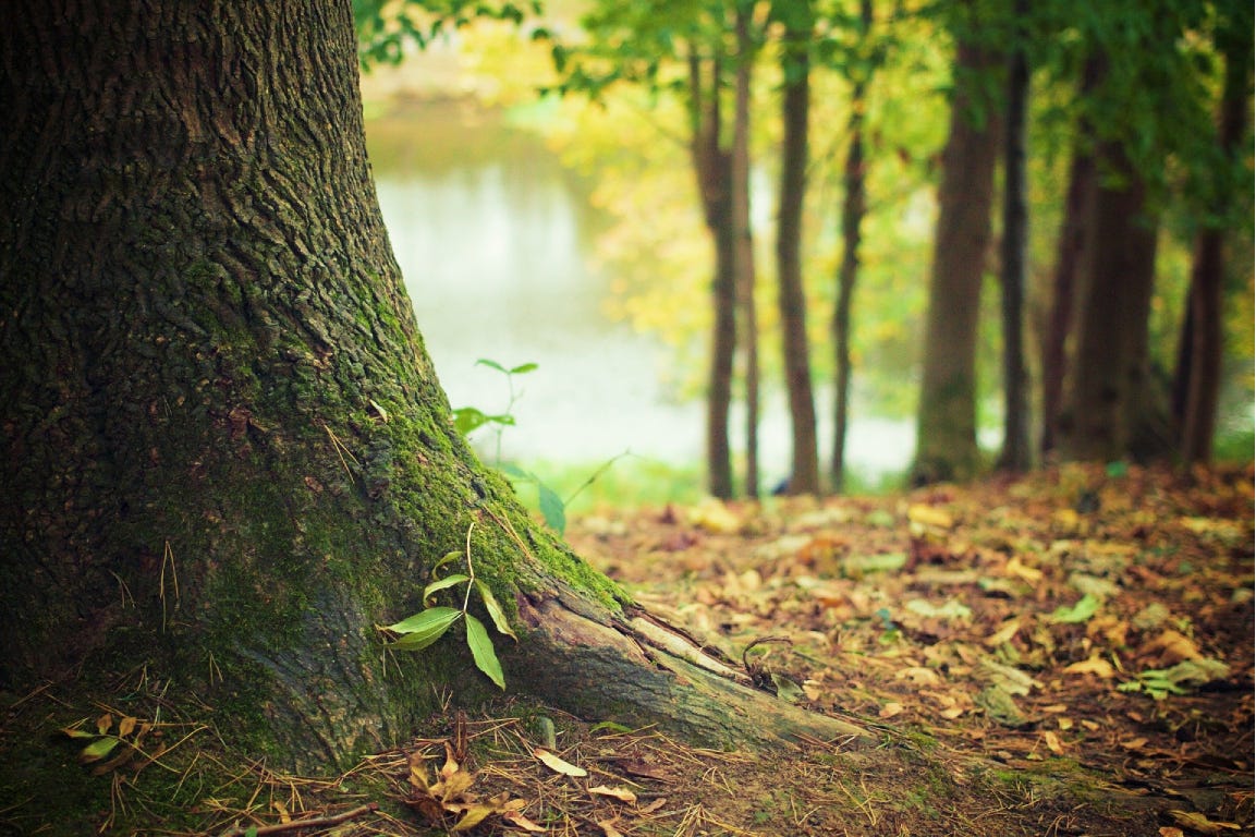 Green tree roots