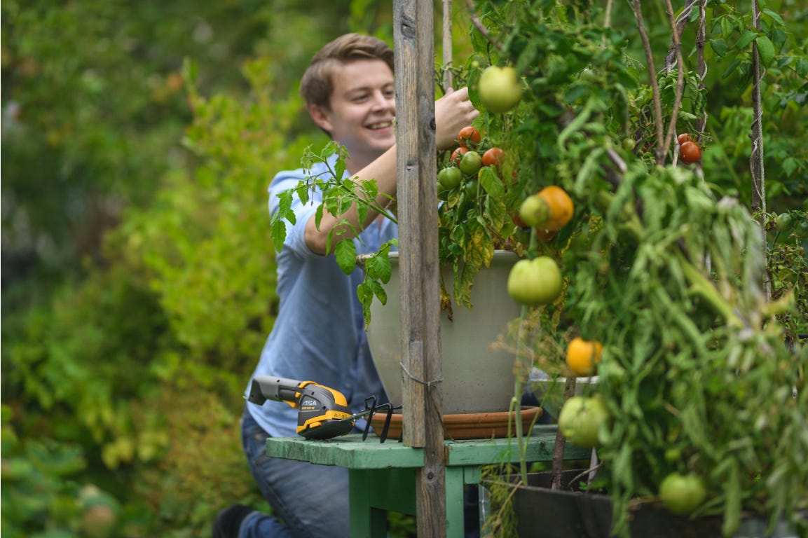 Young man collecting tomatoes from a small green plant Young man collecting tomatoes from a small green plant