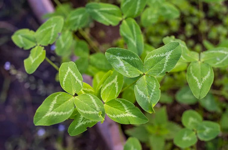 Garden plants in good health seen from above