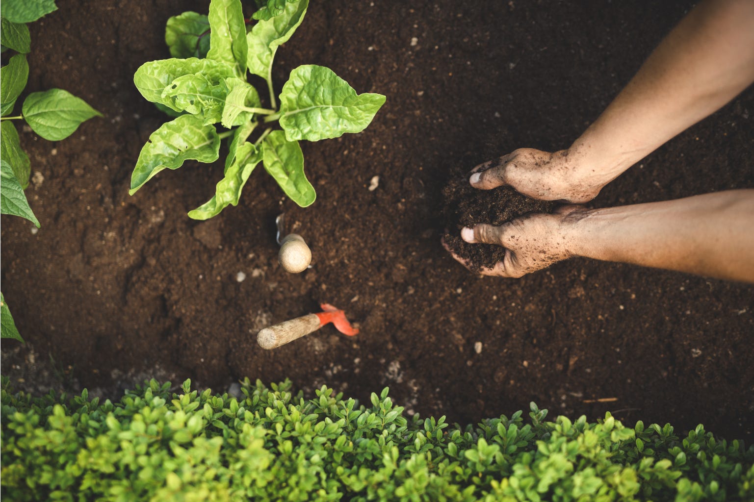 Hands planting fresh plants in the ground