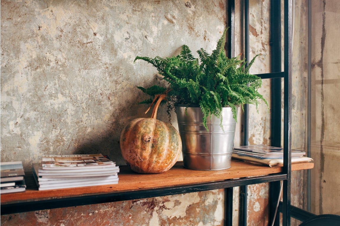 indoor plants