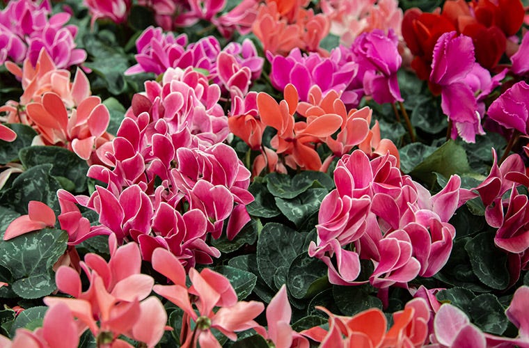Pink and purple cyclamen flowers
