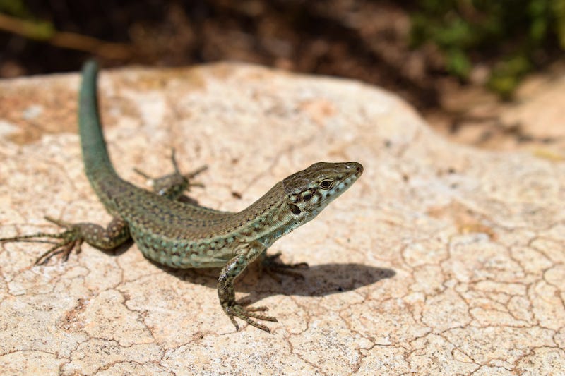 Lézard dans un jardin