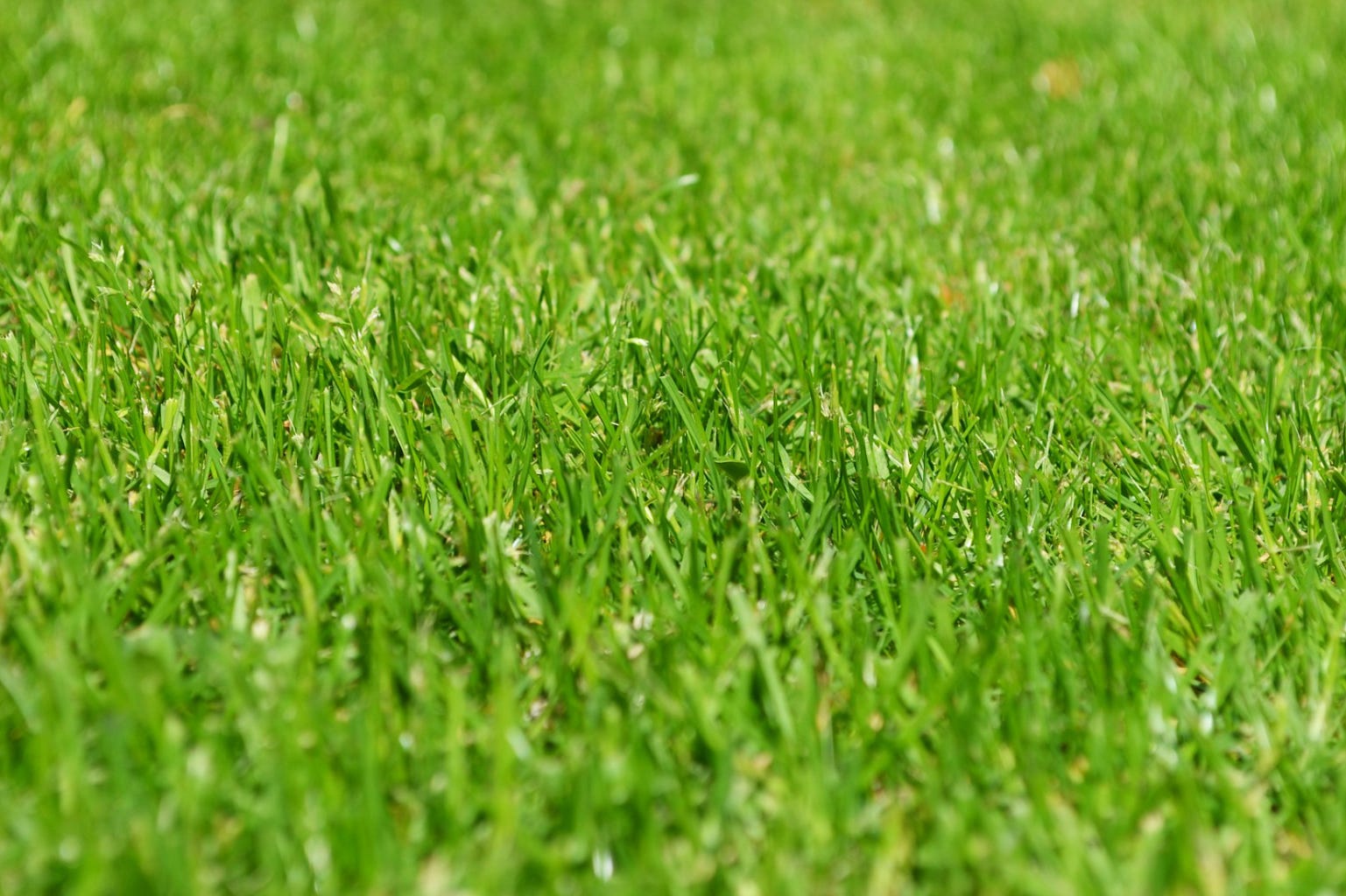 Green grass growing during Spring needs to be aerated before