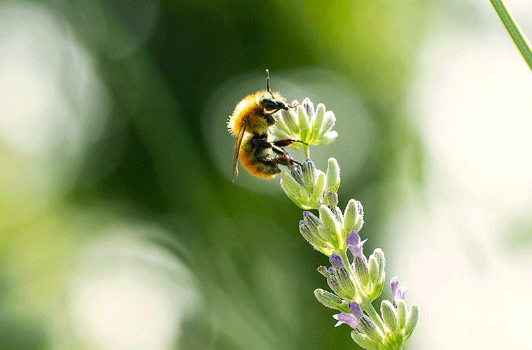 Makrobild av ett bi som suger nektar från en blommande blomma