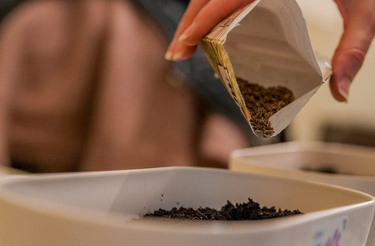 Hand shaking seeds from a seed bag into a vase