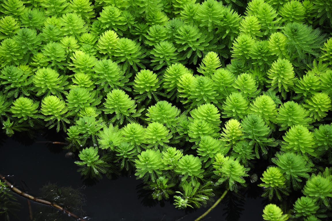 plante d'eau verte dans un marais 