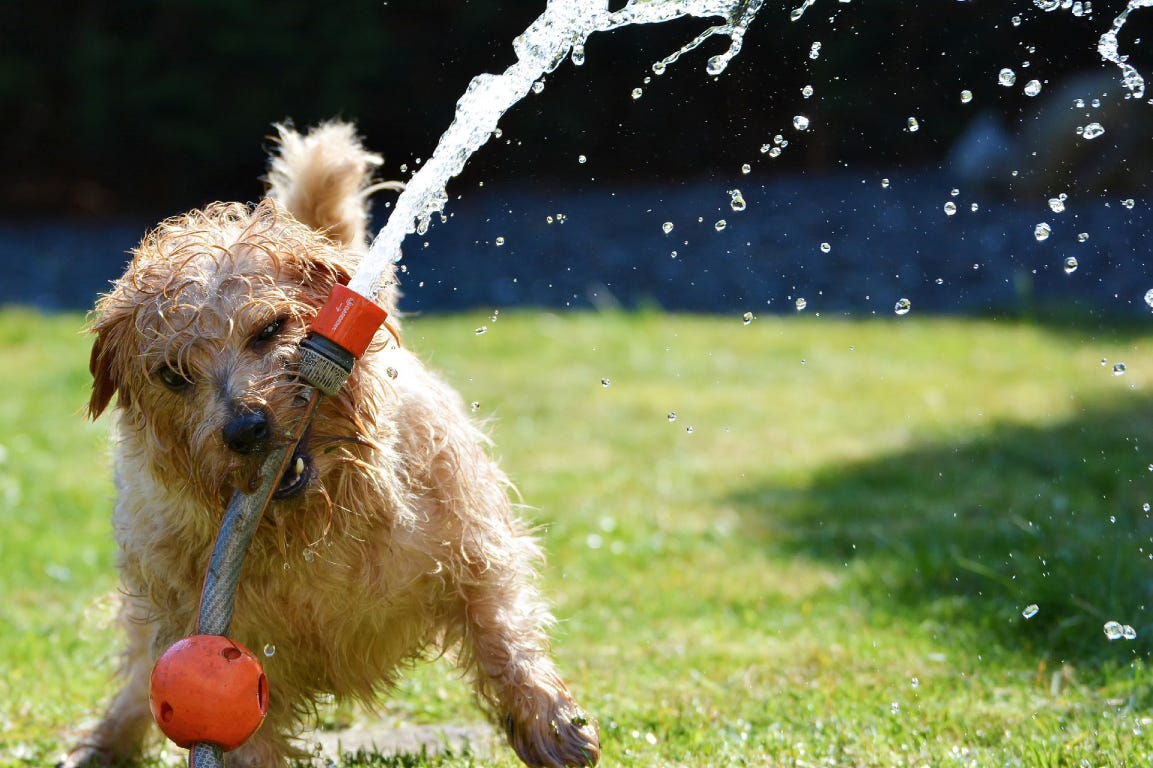 Dog playing with water hose in the garden