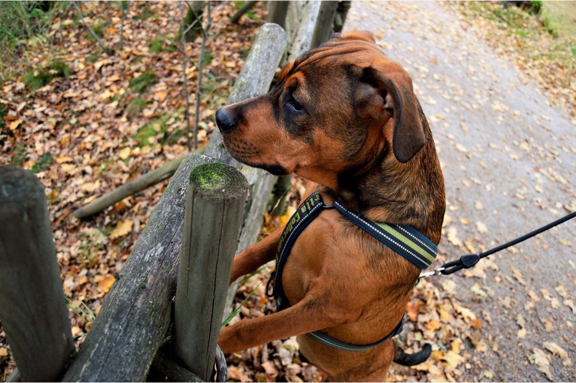 Dog standing close to a wood fence and looking on the other side