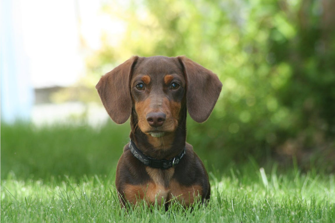 Brown Dachshund standing on grass