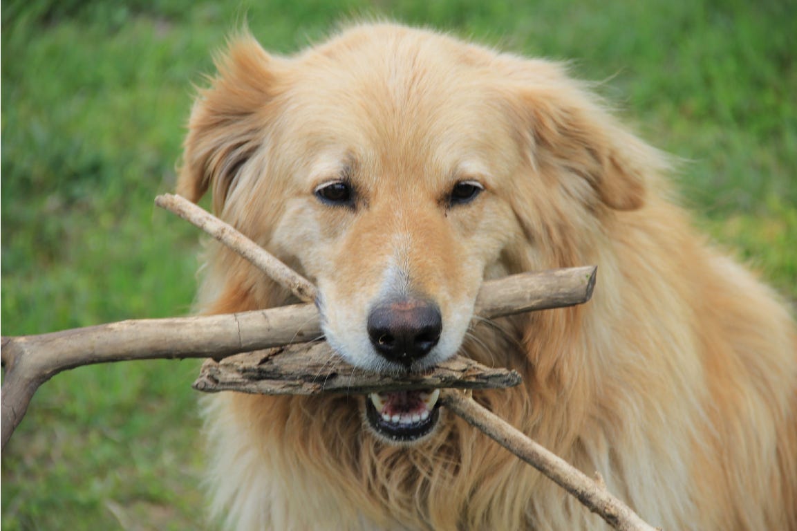 Big dog playing with branches on the grass