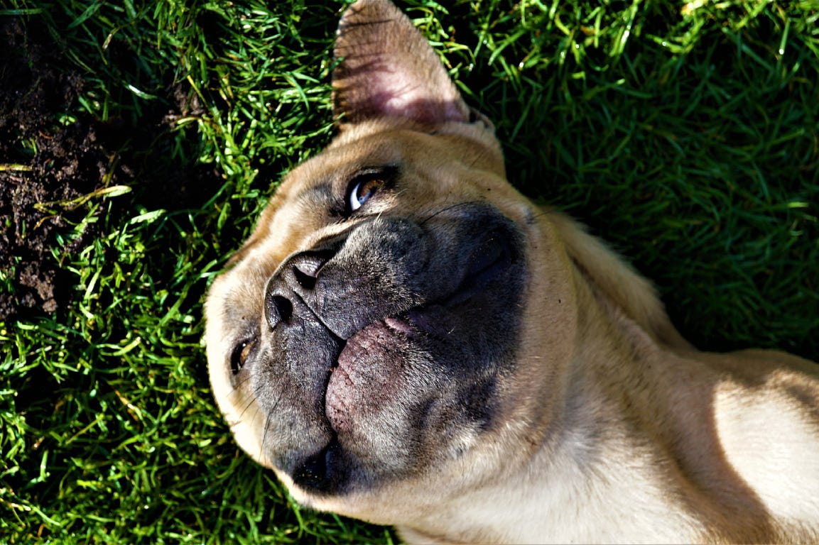 French bulldog lying in the grass and smiling