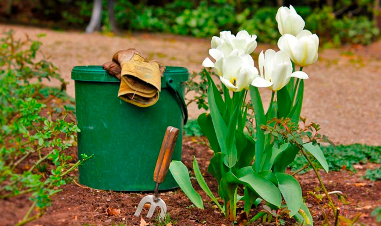 Checklist: Garden maintenance during Summer The plants also bloom in summer.