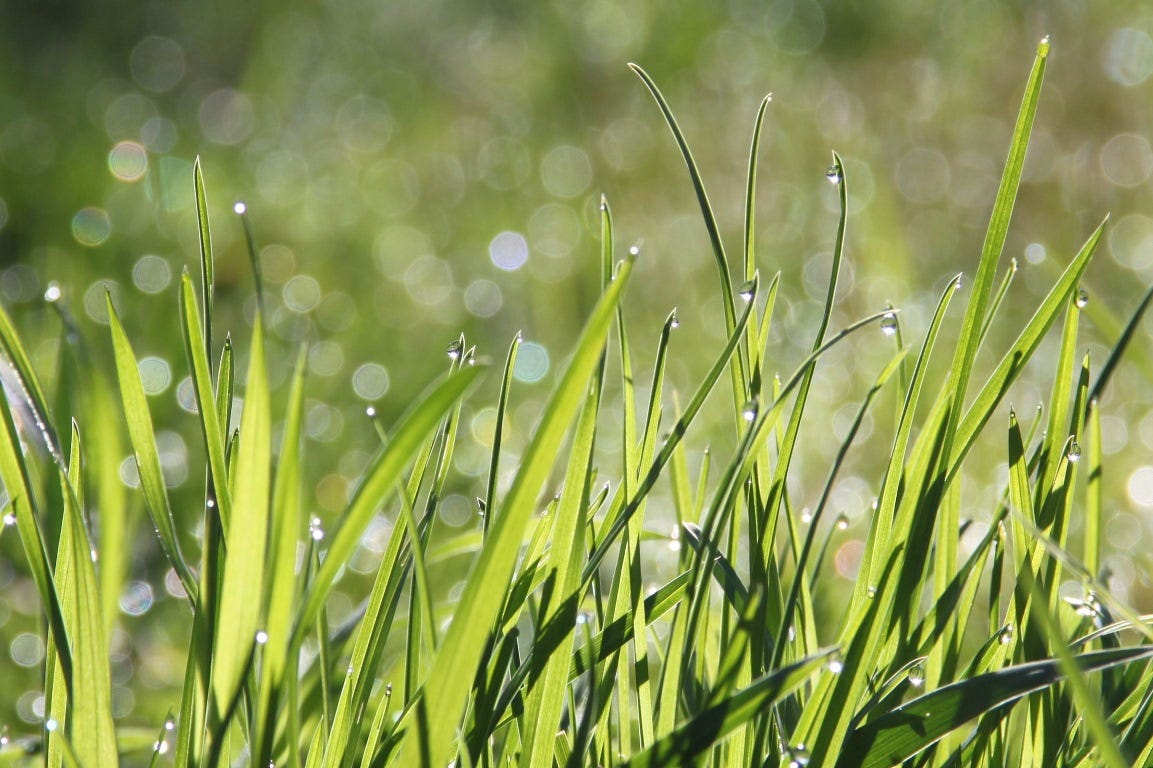 Checklist: Garden maintenance during summer Choose between a STIGA lawnmower or robot mower for your garden