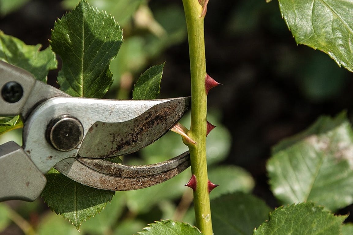 vakantie checklist tuin zomer snoeien planten