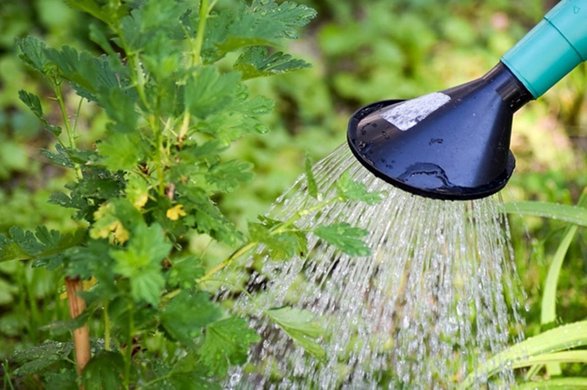 checklist-tuin-vakantie-zomer-water geven vakantie checklist tuin zomer water planten begieten