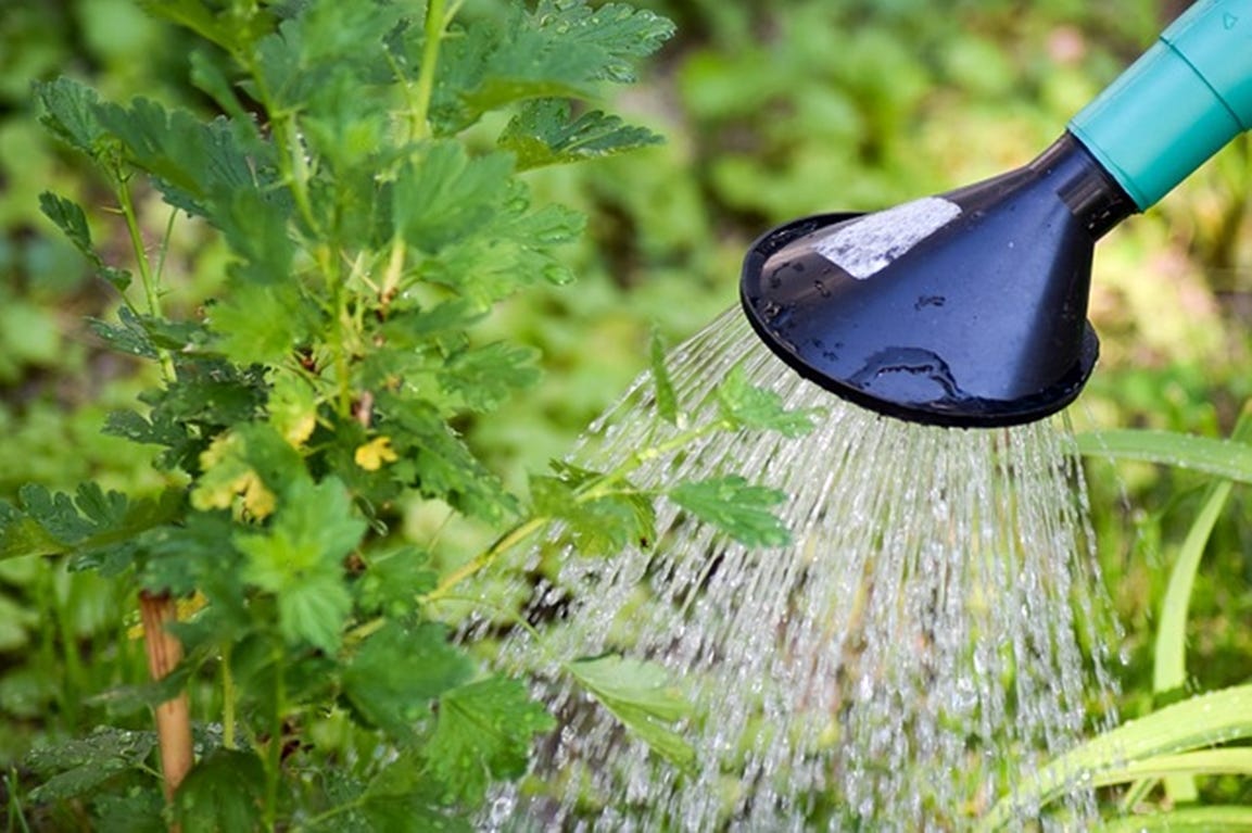 vakantie checklist tuin zomer water planten begieten