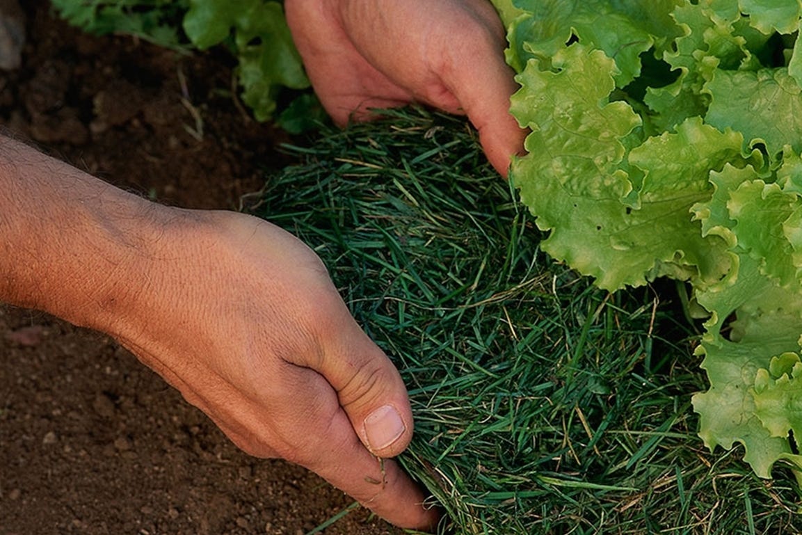 vakantie checklist tuin zomer moestuin mulch tegen droogte