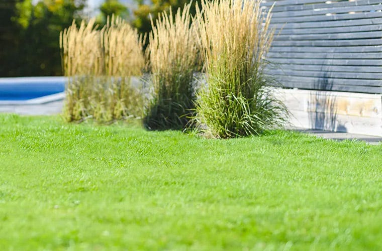Image of a bright green lawn in good health