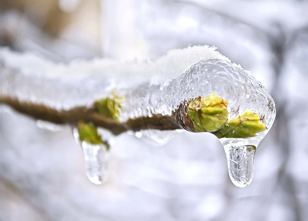 Gros plan sur une branche couverte de gel