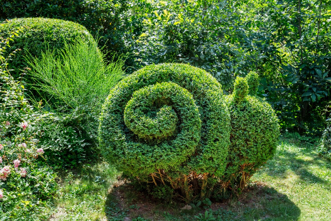 buisson taillé en forme d'escargot dans un jardin