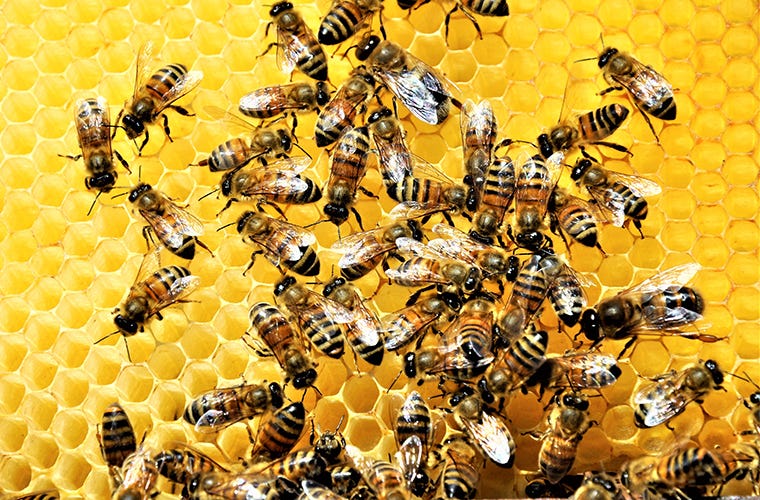 Nahaufnahme einer dunkelgelben Honigwabe und Bienen, die an der Oberfläche arbeiten