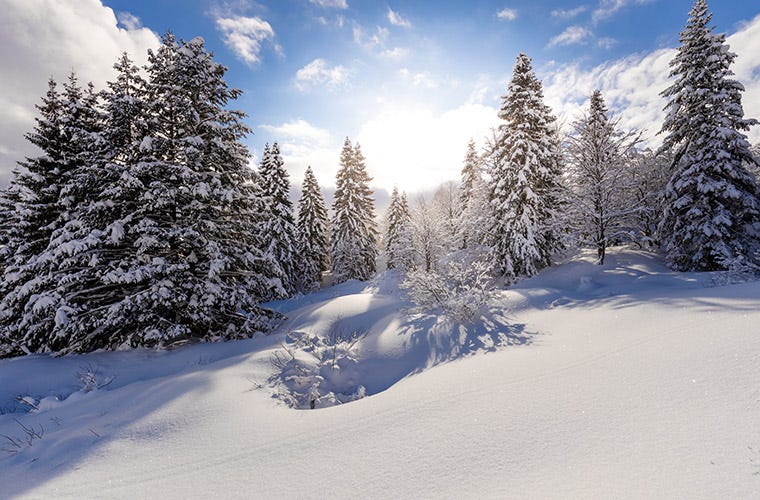 Winterlandschaft in den Bergen mit schneebedeckten Kiefern