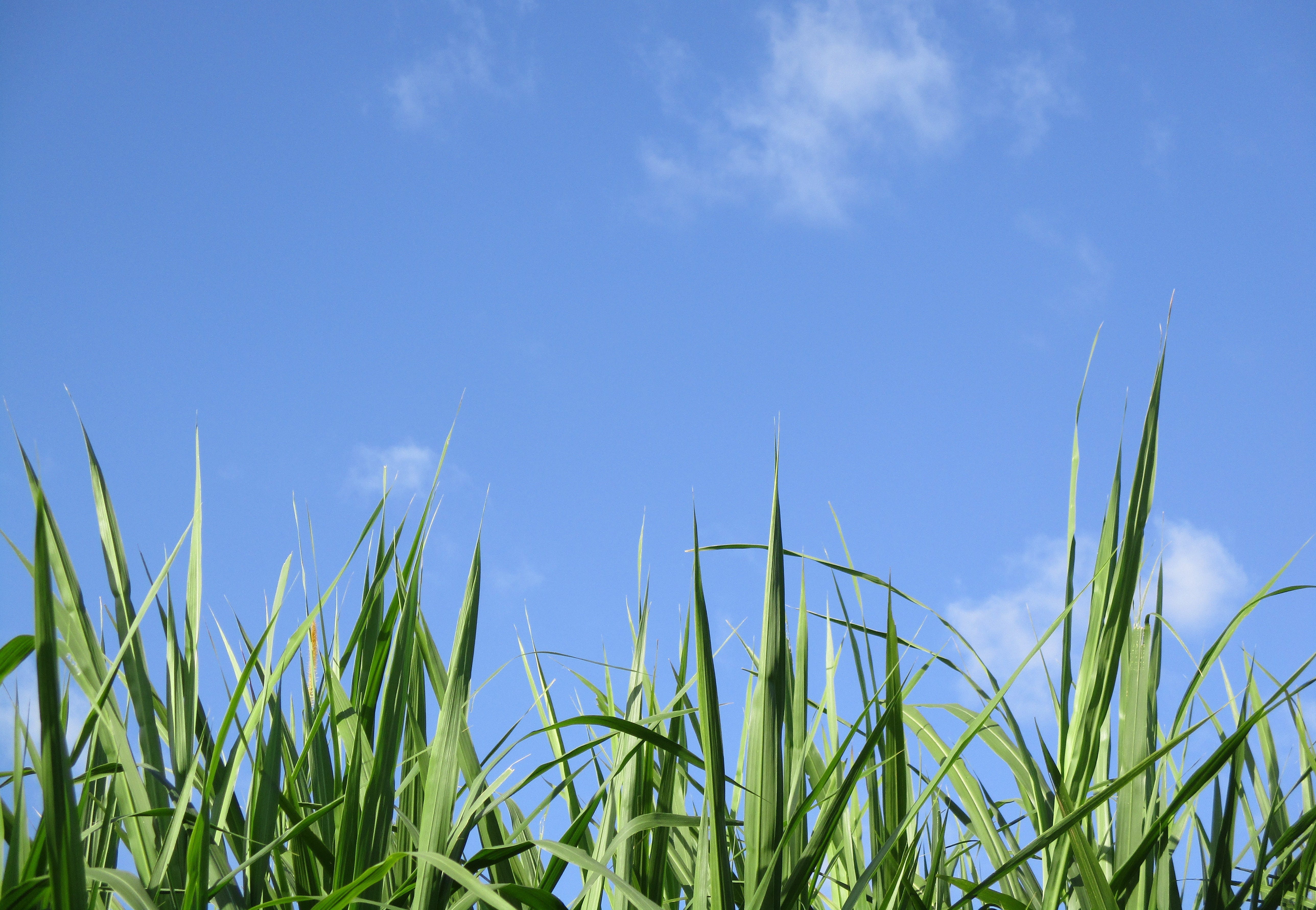 hoogte gras kiezen ideale maaihoogte voor het gazon stiga magazine