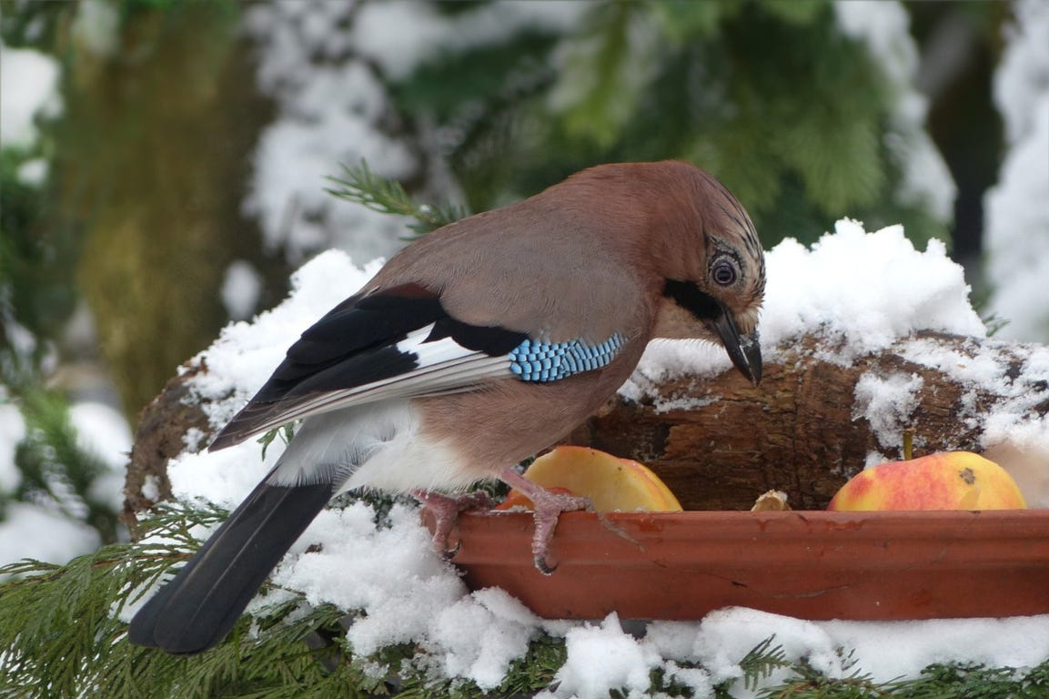 vogel voederhuisje vogelhuisje winter sneeuw tuin