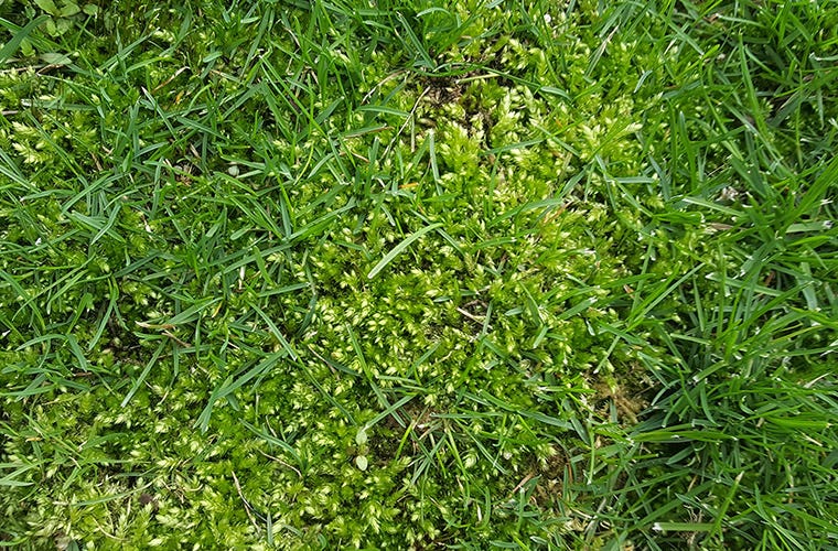 Scarifiers for lawns