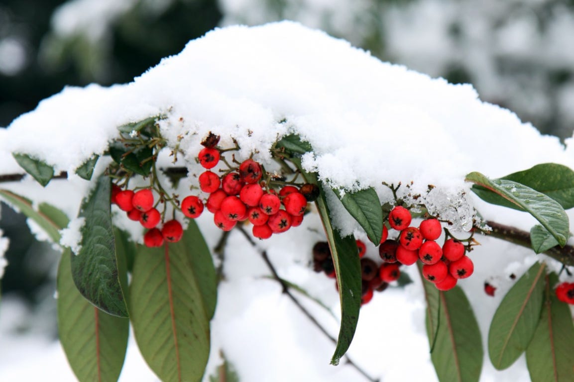 winter sneeuw bessen plant tuin